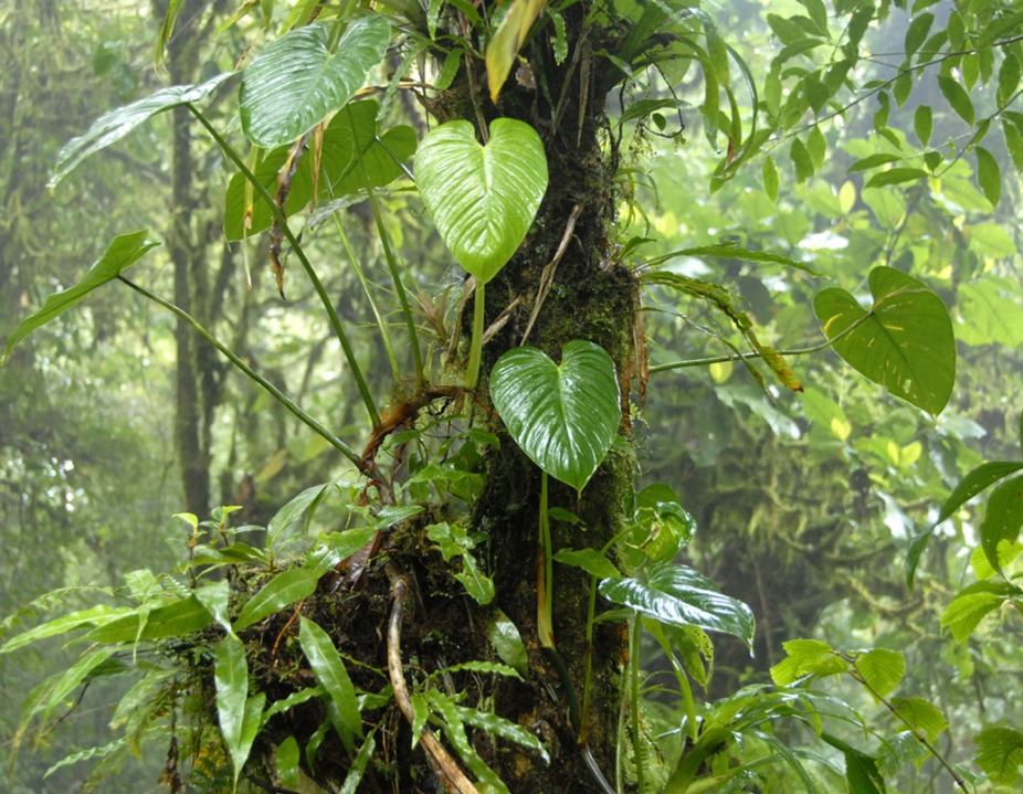 Kostaryka - fauna i flora (15)