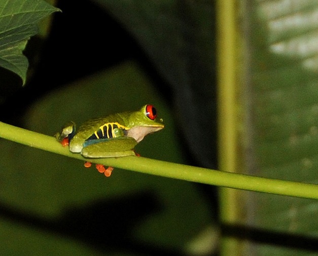 Kostaryka - fauna i flora (2)