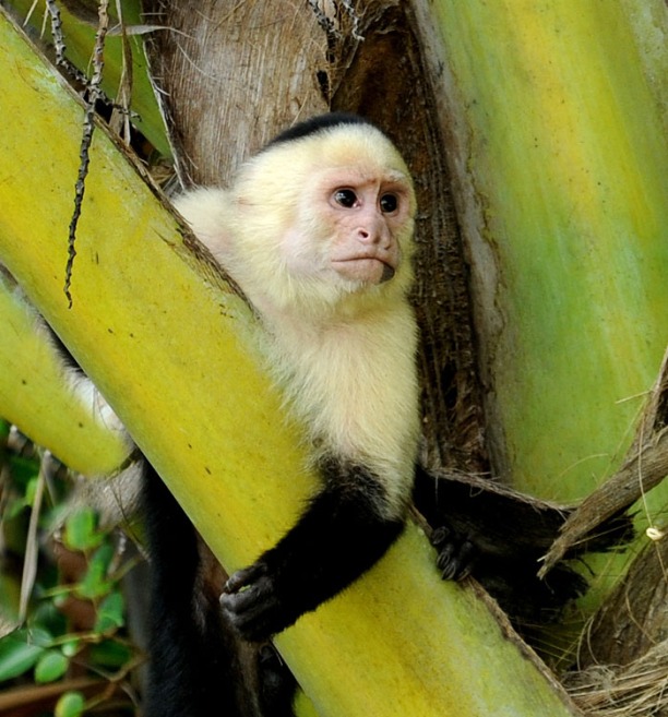 Kostaryka - fauna i flora (26)