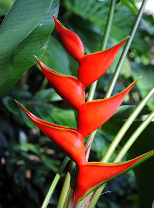 Kostaryka - fauna i flora (33)