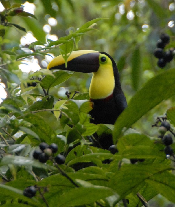 Kostaryka - fauna i flora (34)