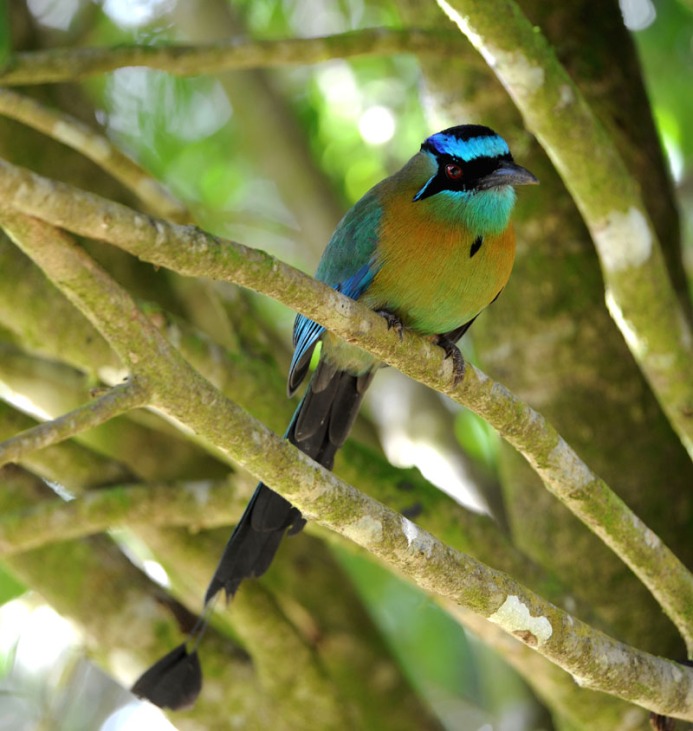 Kostaryka - fauna i flora (40)