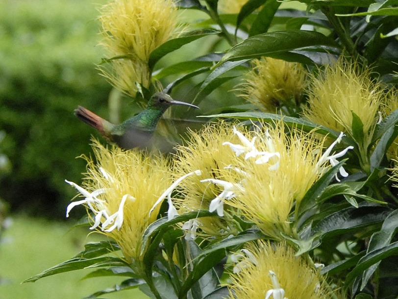 Kostaryka - fauna i flora (44)