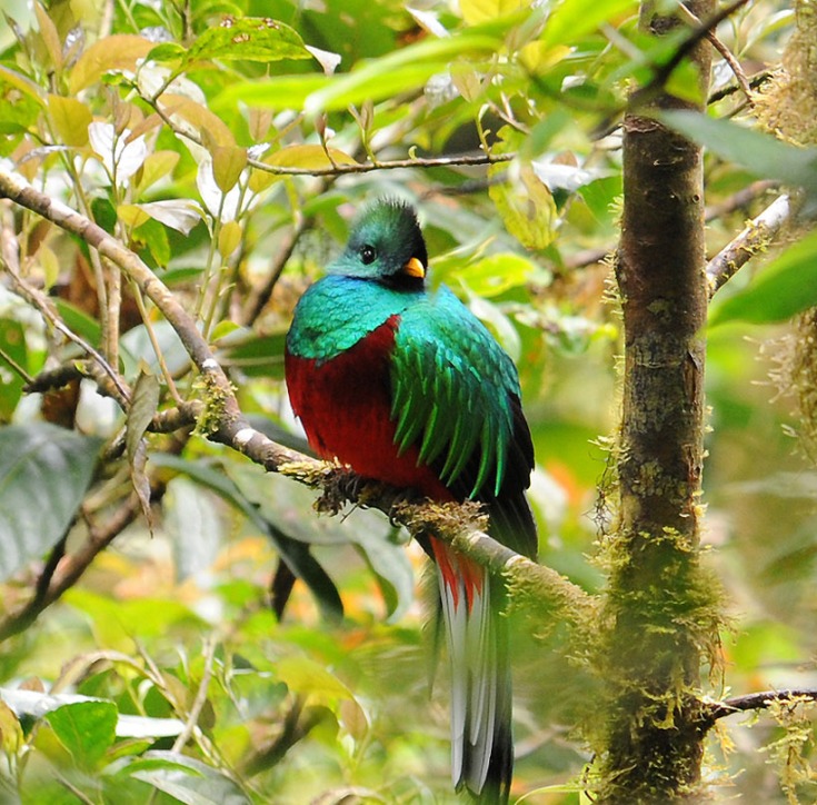 Kostaryka - fauna i flora